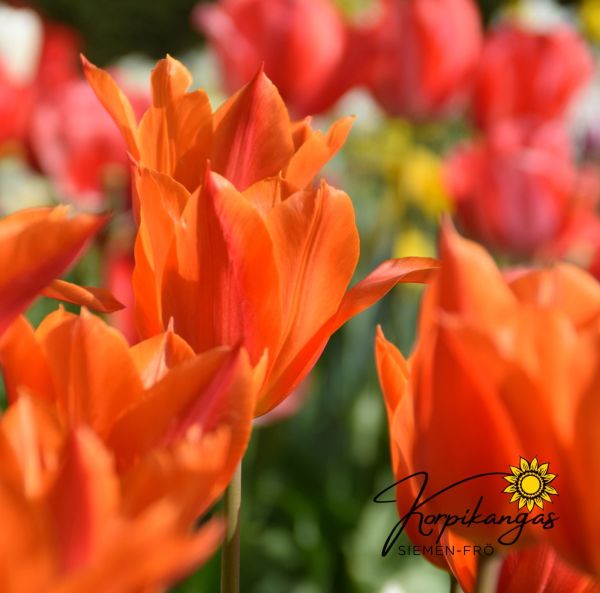 Myöhäinen tulppaani, liljakukkainen Myöhäinen tulppaani, liljakukkainen